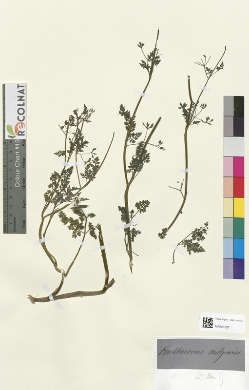 Anthriscus vulgaris (Apiaceae)