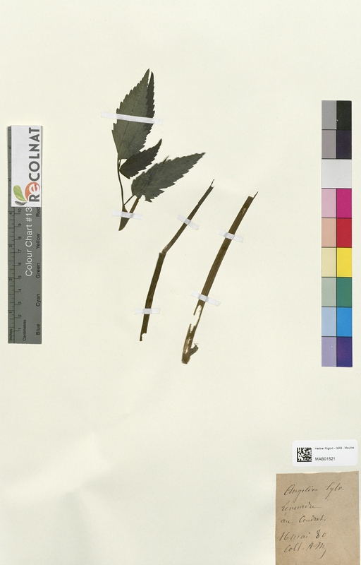 Angelica sylvestris (Apiaceae)