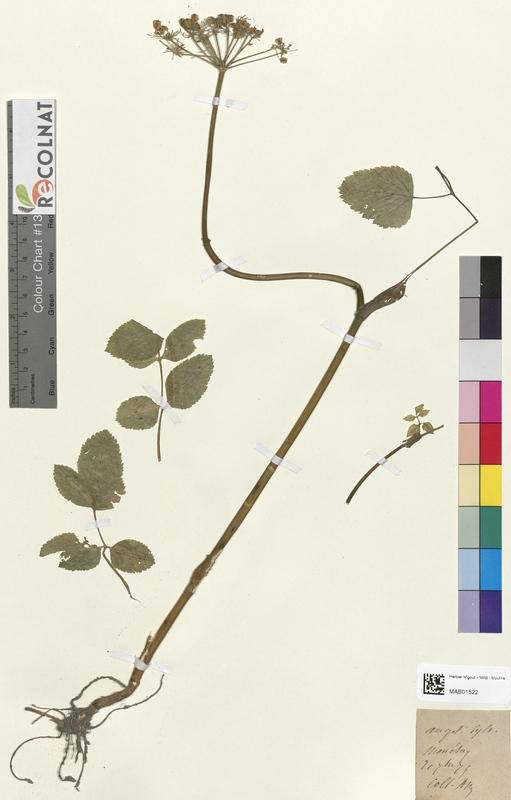 Angelica sylvestris (Apiaceae)