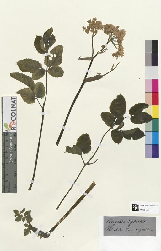 Angelica sylvestris (Apiaceae)