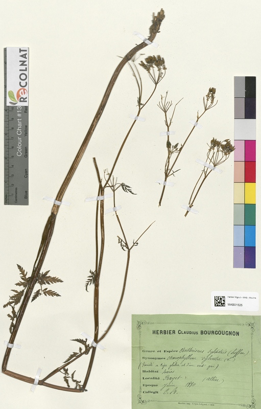 Anthriscus sylvestris (Apiaceae)