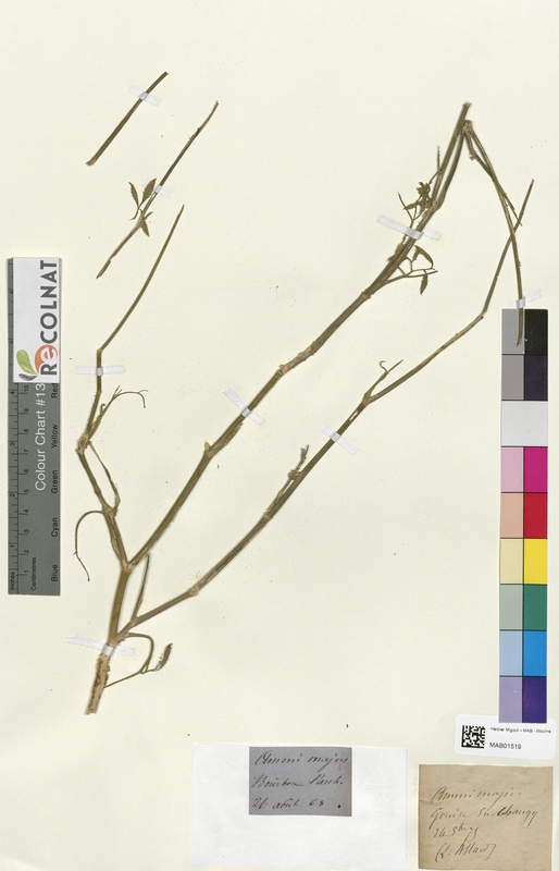 Ammi majus (Apiaceae)