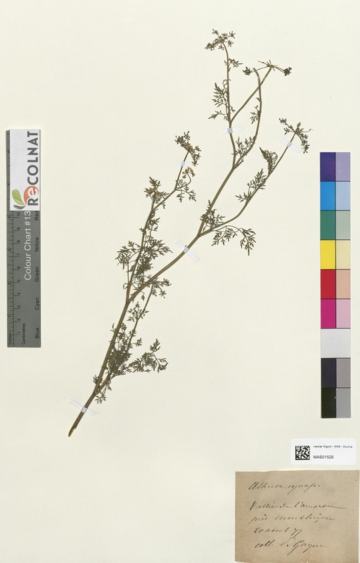 Aethusa cynapium (Apiaceae)