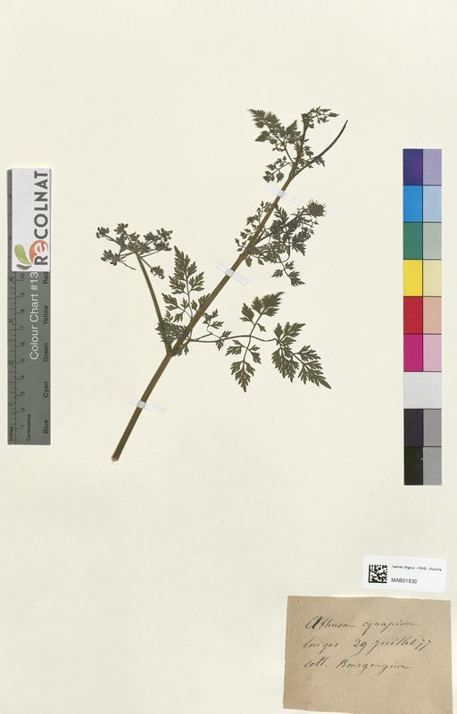 Aethusa cynapium (Apiaceae)