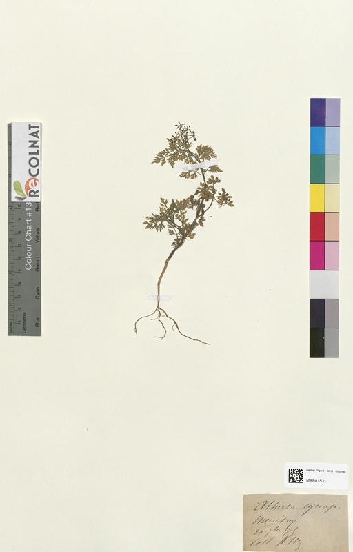 Aethusa cynapium (Apiaceae)