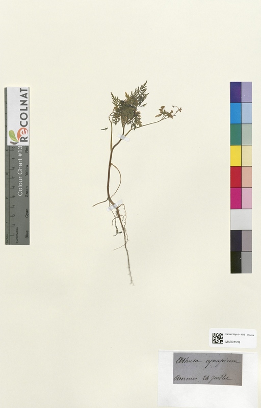 Aethusa cynapium (Apiaceae)