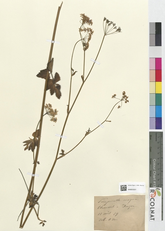 Pimpinella magna (Apiaceae)