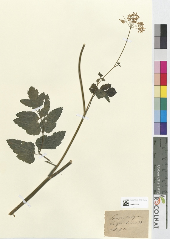 Pimpinella magna (Apiaceae)