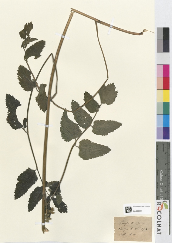 Pimpinella magna (Apiaceae)