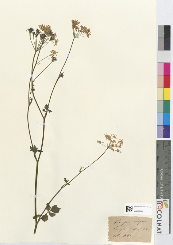 Pimpinella magna (Apiaceae)