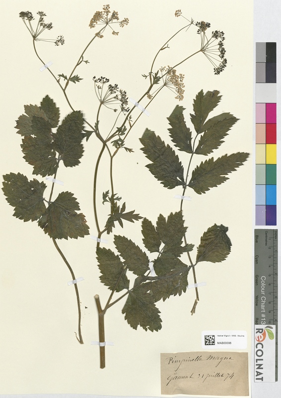 Pimpinella magna (Apiaceae)