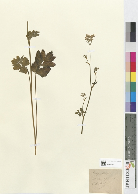 Pimpinella magna (Apiaceae)