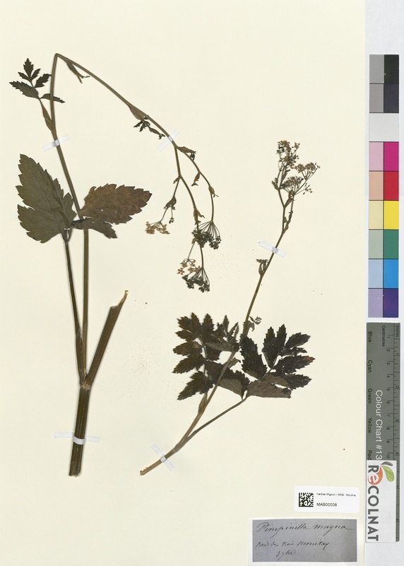 Pimpinella magna (Apiaceae)