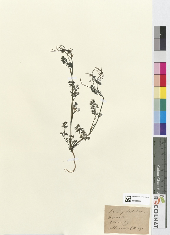 Scandix pecten-veneris (Apiaceae)