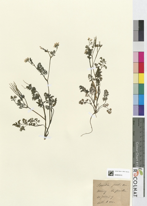 Scandix pecten-veneris (Apiaceae)