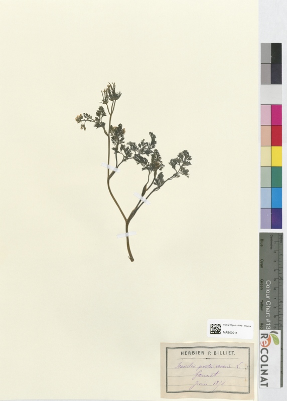 Scandix pecten-veneris (Apiaceae)