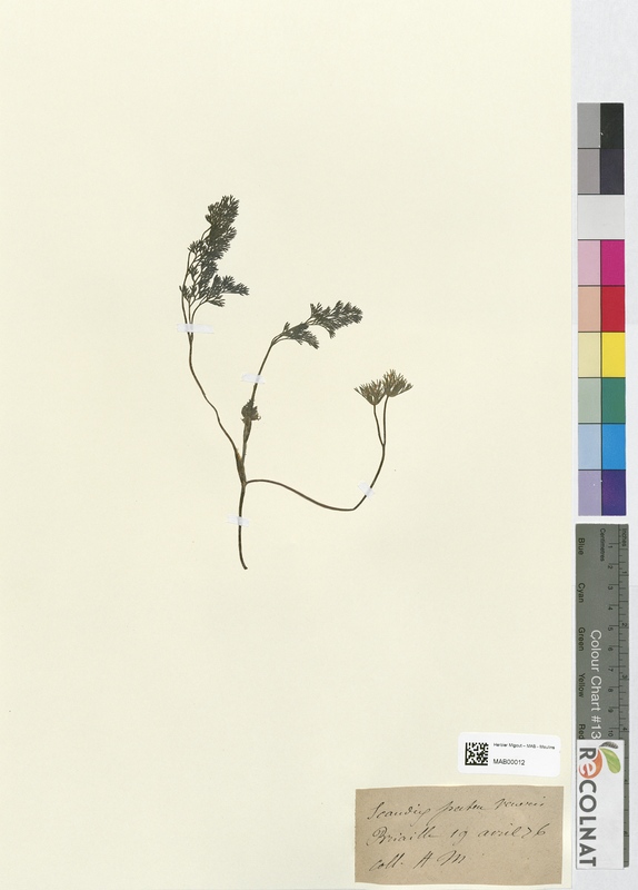 Scandix pecten-veneris (Apiaceae)