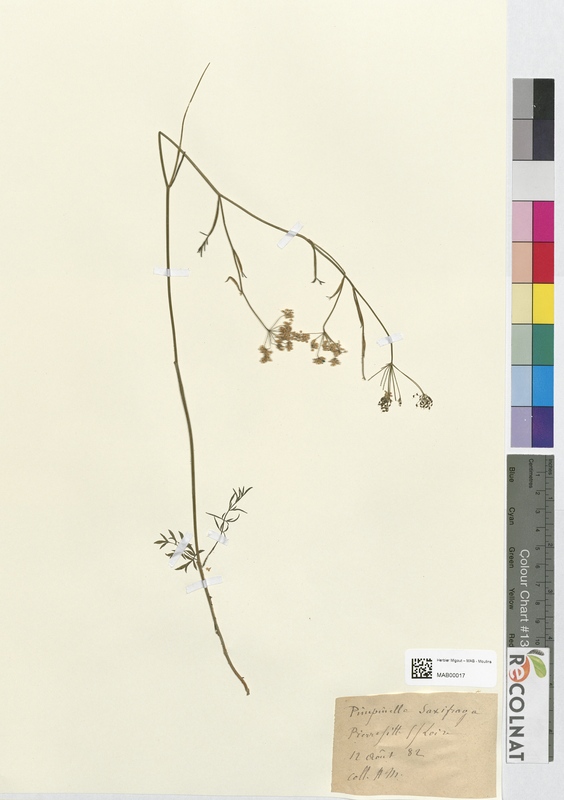 Sanicula saxifraga (Apiaceae)