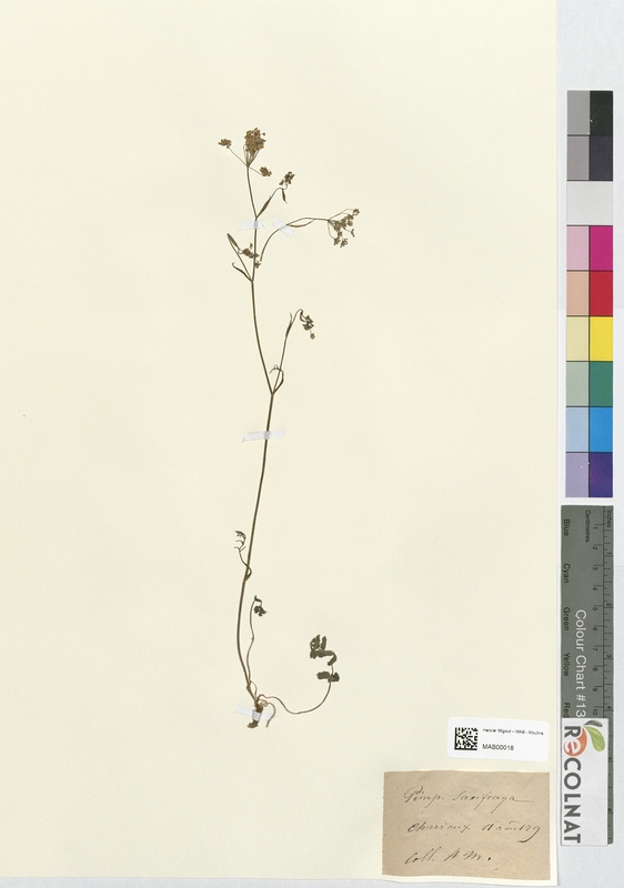 Sanicula saxifraga (Apiaceae)