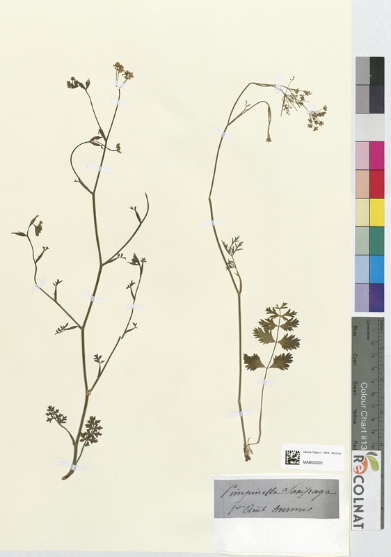 Sanicula saxifraga (Apiaceae)