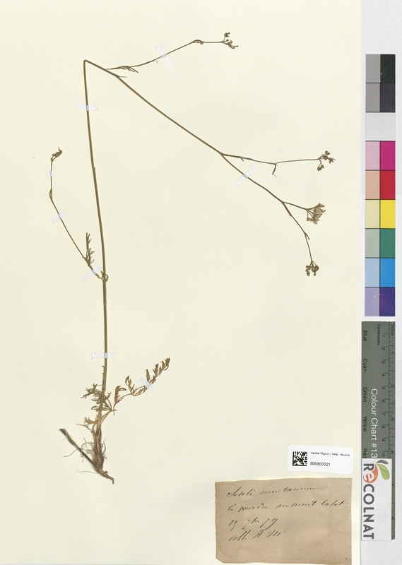 Seseli montanum (Apiaceae)