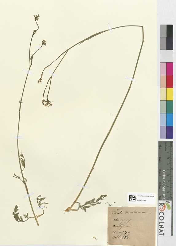 Seseli montanum (Apiaceae)
