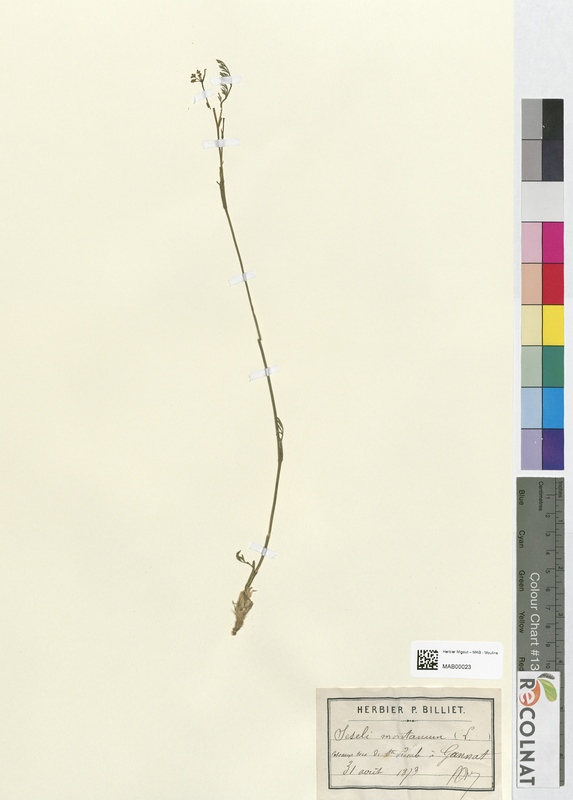 Seseli montanum (Apiaceae)