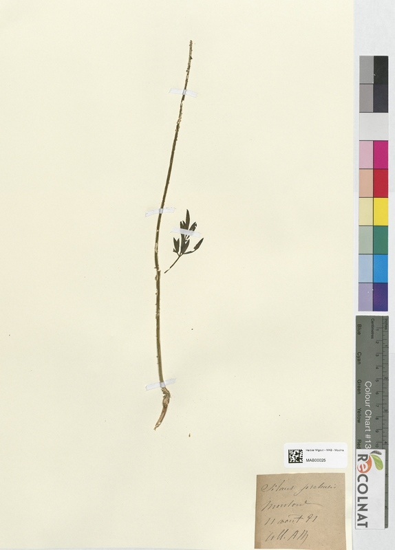 Silaus pratensis (Apiaceae)