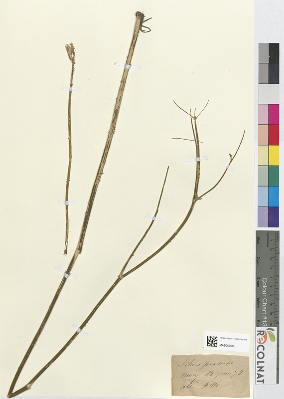 Silaus pratensis (Apiaceae)