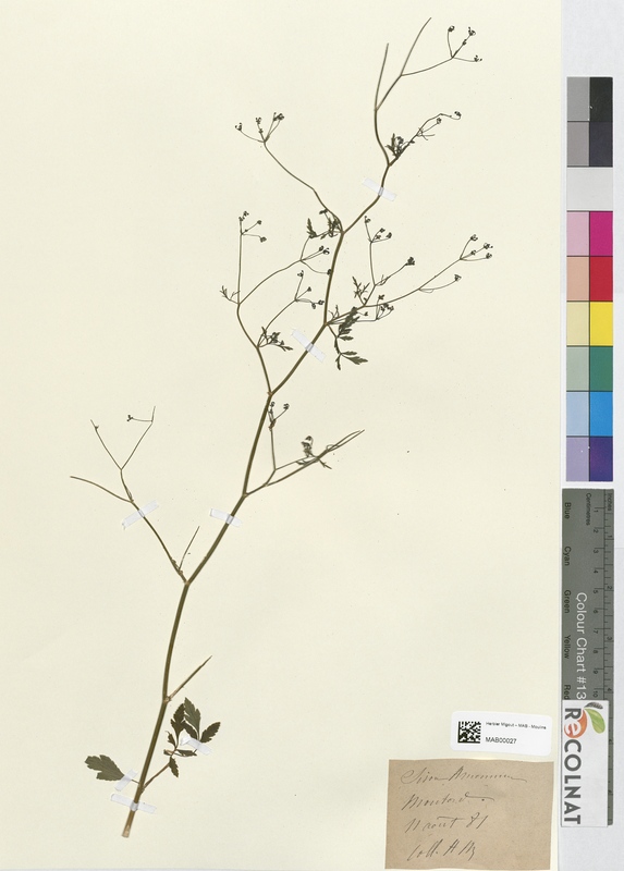 Sison amomum (Apiaceae)