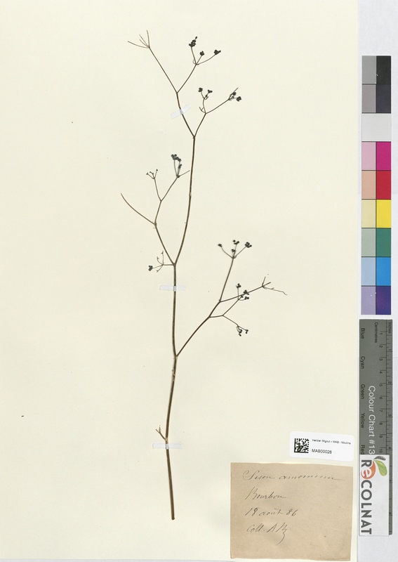 Sison amomum (Apiaceae)