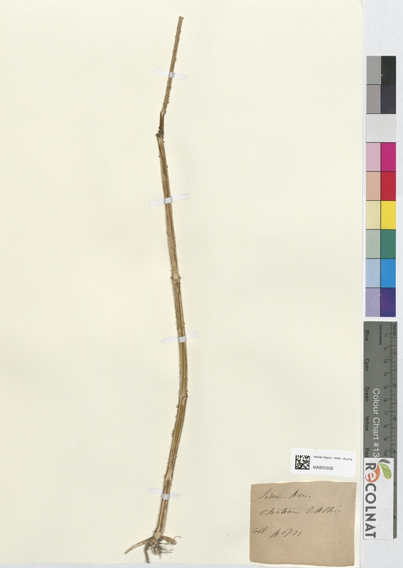 Sison amomum (Apiaceae)