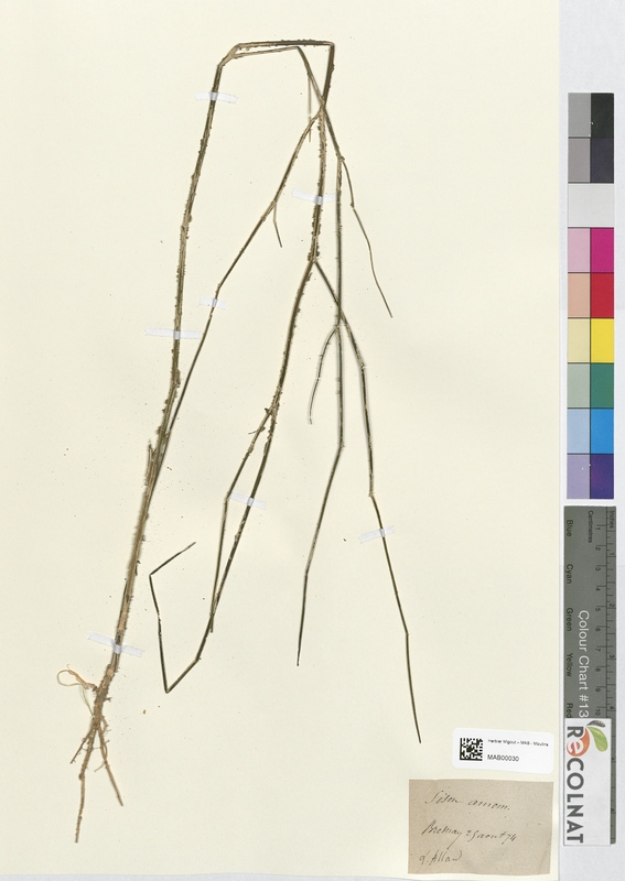 Sison amomum (Apiaceae)