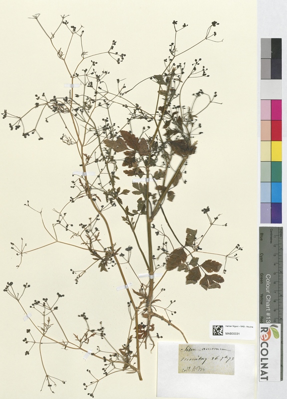 Sison amomum (Apiaceae)