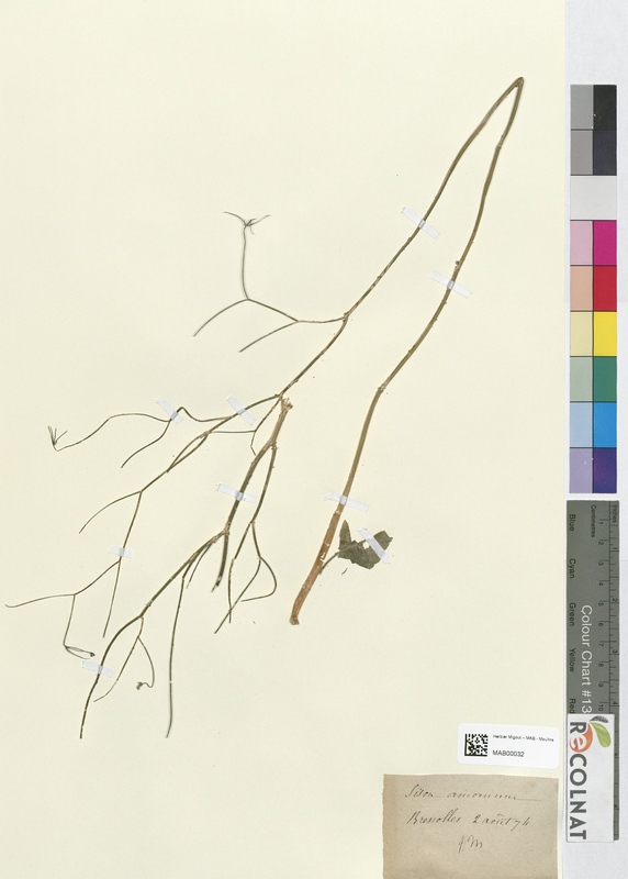Sison amomum (Apiaceae)