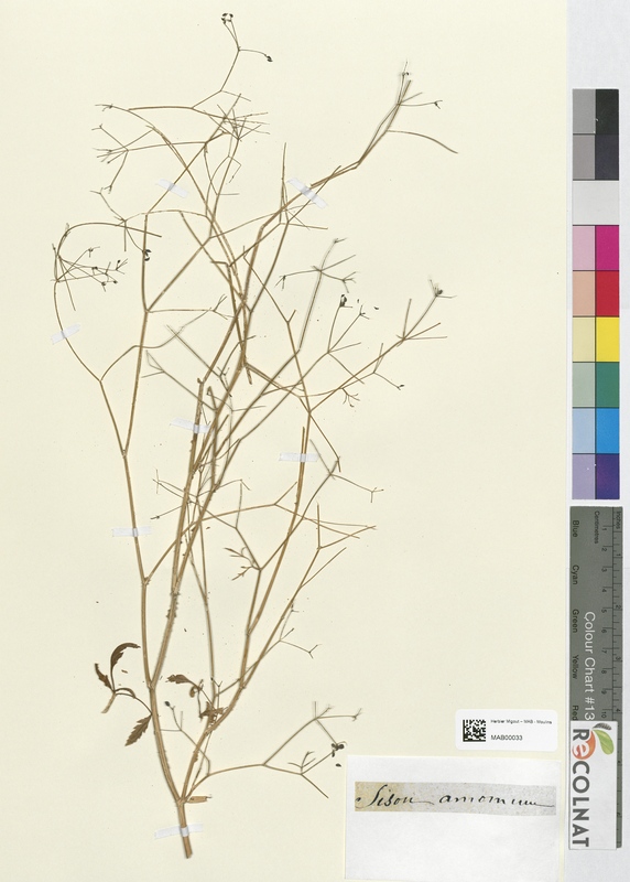 Sison amomum (Apiaceae)