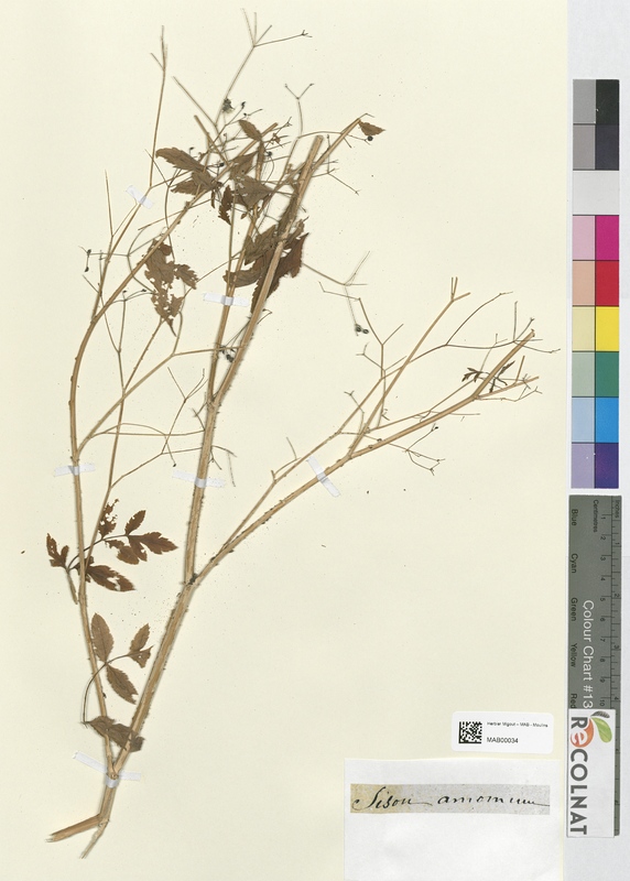 Sison amomum (Apiaceae)