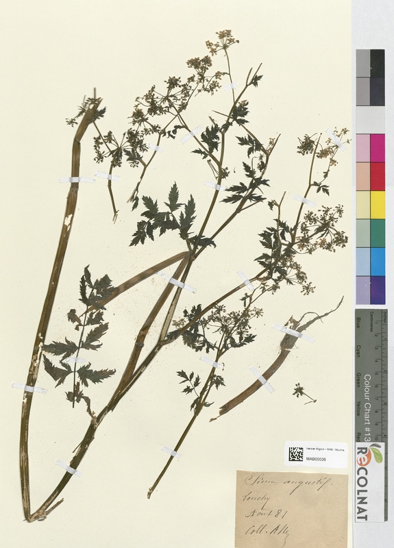 Sium angustifolium (Apiaceae)