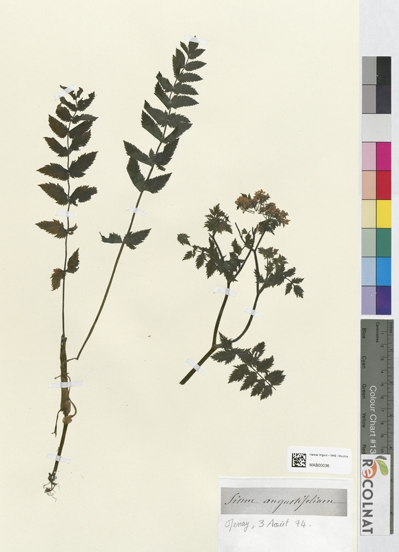 Sium angustifolium (Apiaceae)