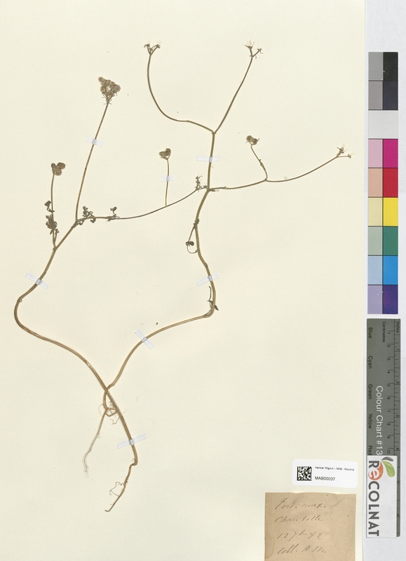 Tordylium maximum (Apiaceae)