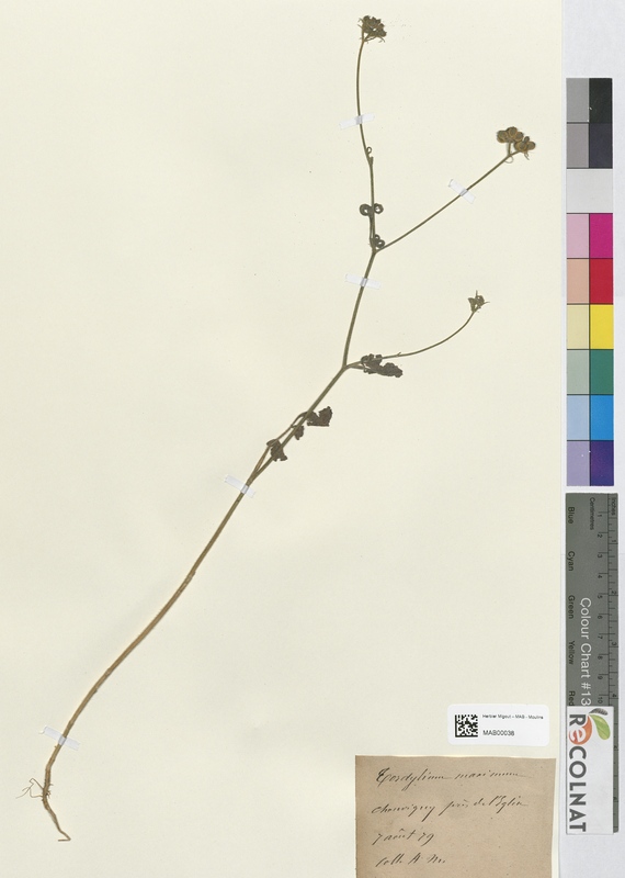 Tordylium maximum (Apiaceae)
