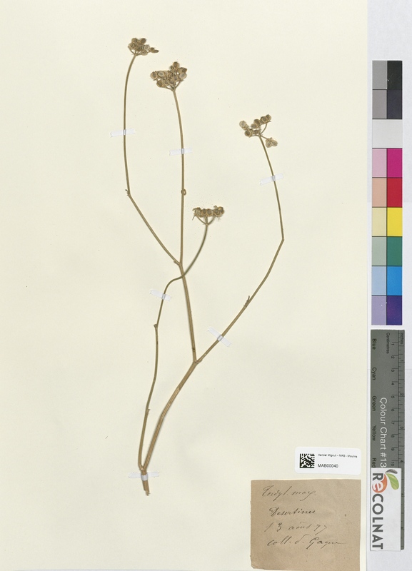 Tordylium maximum (Apiaceae)
