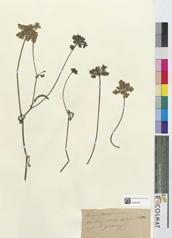 Tordylium maximum (Apiaceae)