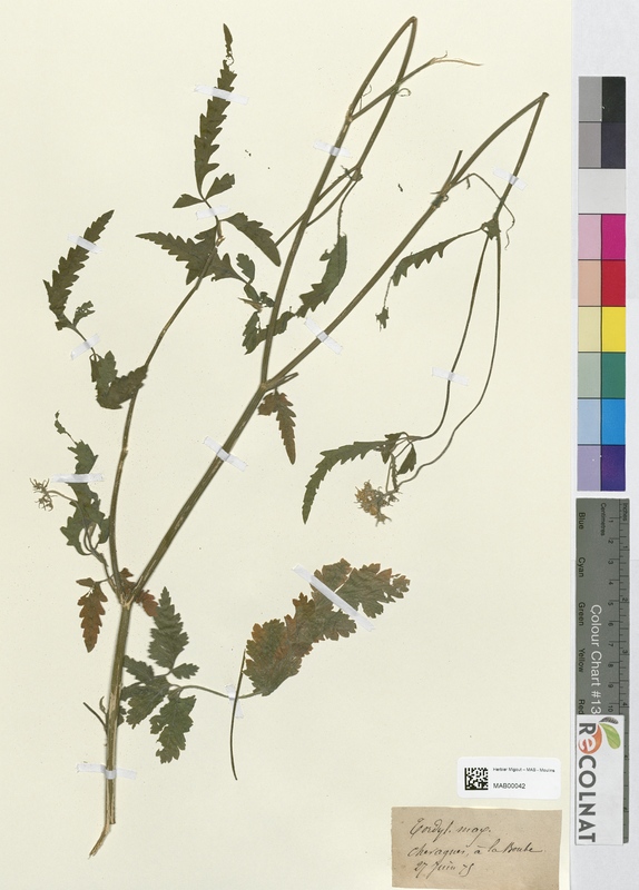 Tordylium maximum (Apiaceae)
