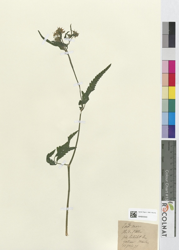Tordylium maximum (Apiaceae)