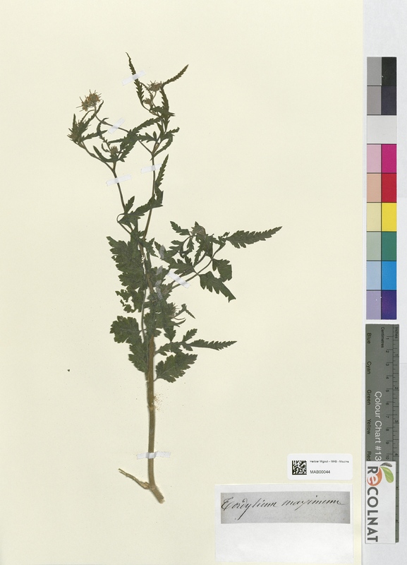 Tordylium maximum (Apiaceae)