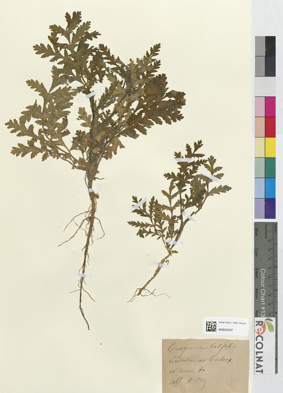Turgenia latifolia (Apiaceae)