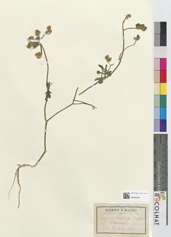 Turgenia latifolia (Apiaceae)