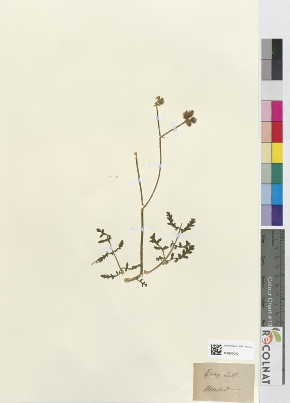 Turgenia latifolia (Apiaceae)