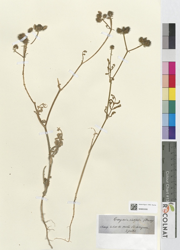 Turgenia latifolia (Apiaceae)